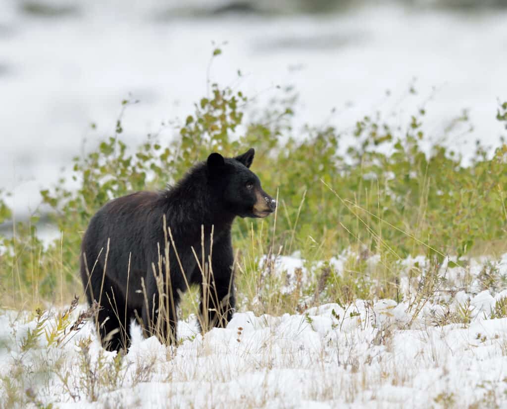 ASR-A small black bear (Ursus americanus) looks up as it pauses from