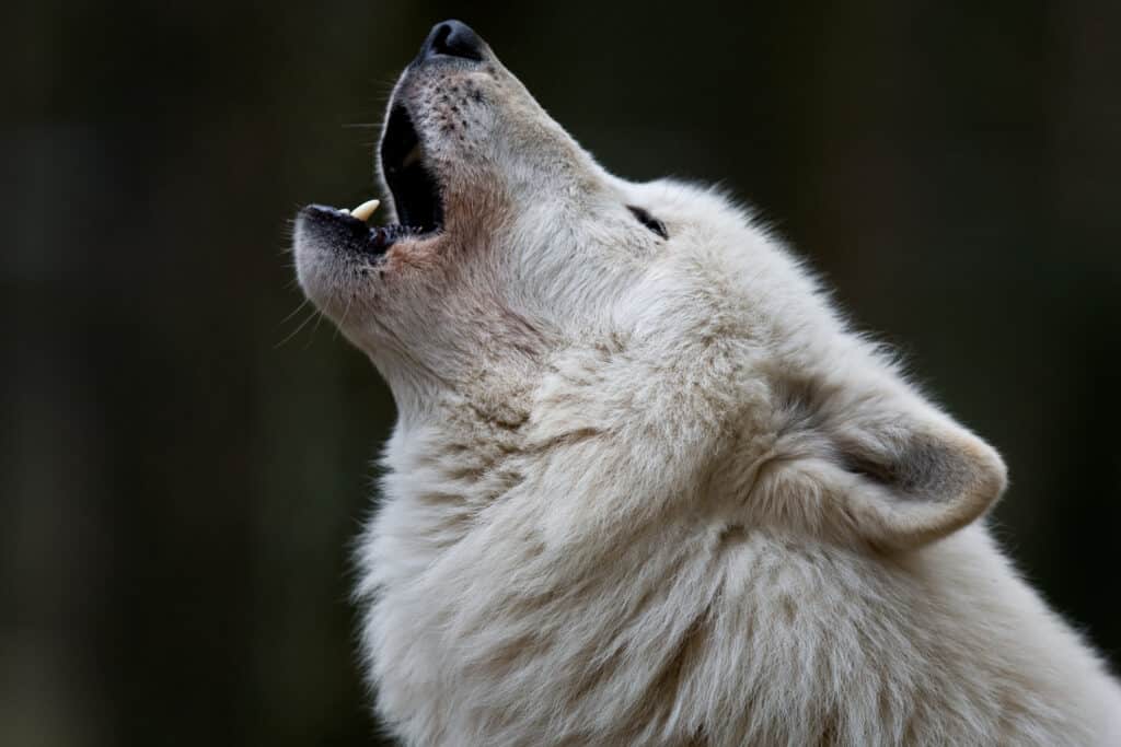 ASR-Polarwolf