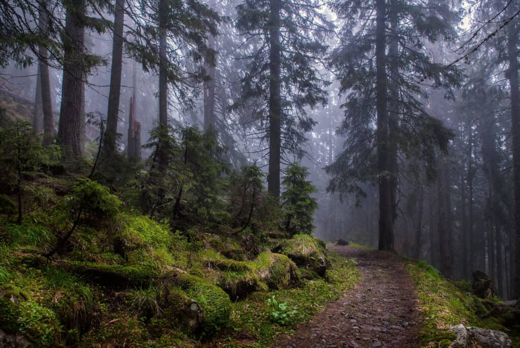 ASR-Beautiful dark green mossy mountain hill coniferous pine forest